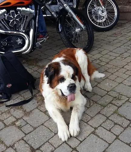 게스트하우스 Ospitalita In Campagna